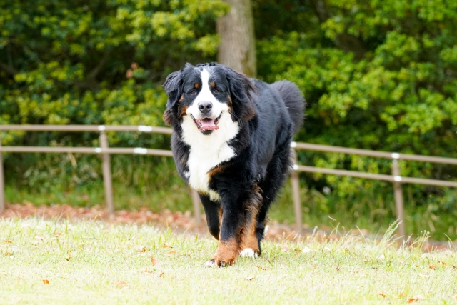 大型犬でいこう!!