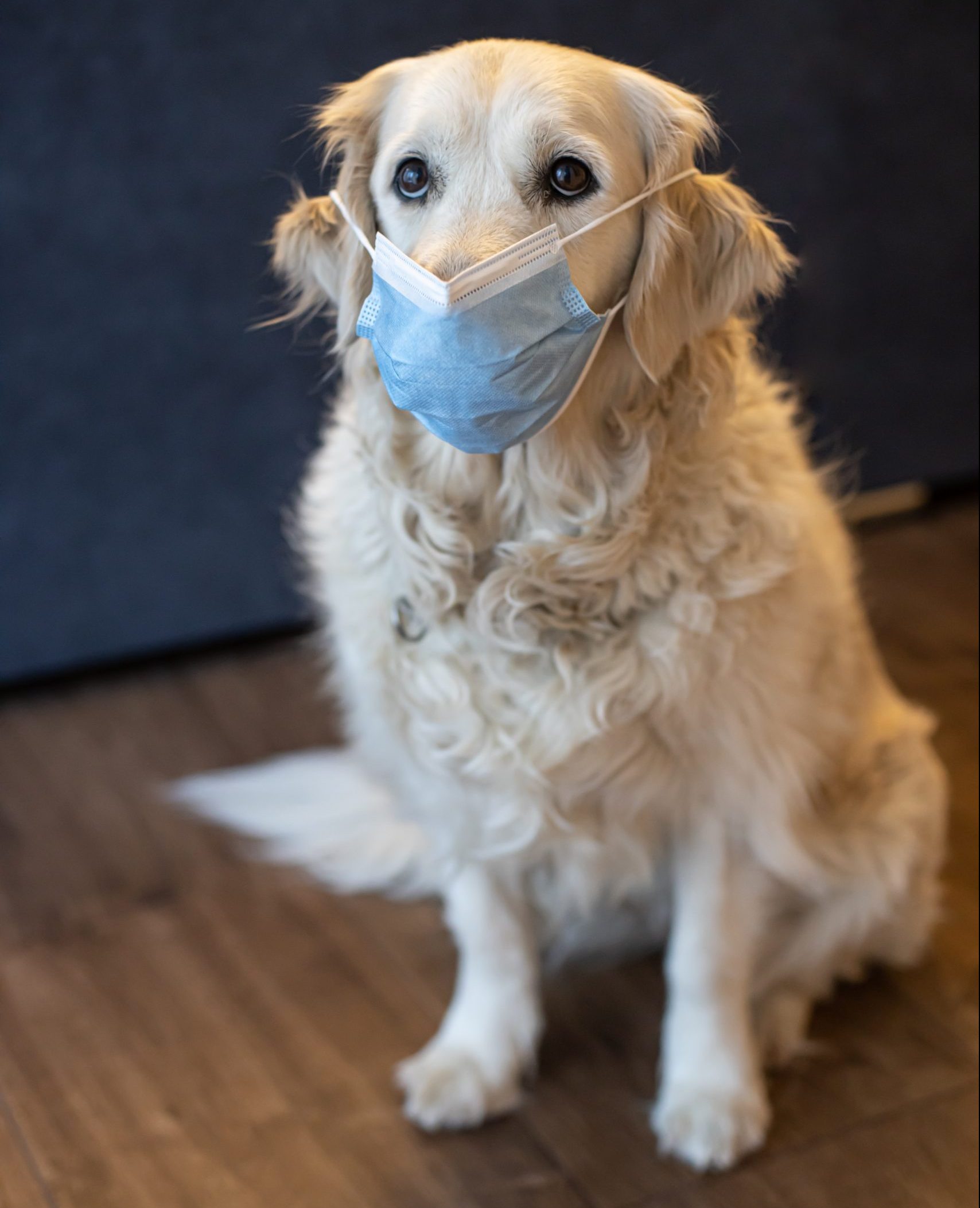 犬とマスク