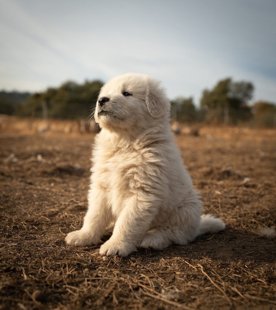 グレートピレニーズの飼い主に求められる責任と愛情！大型犬の特性とニーズを理解し、適切なケアと訓練を提供することが重要