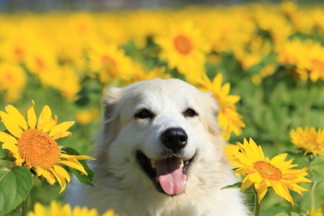 グレート・ピレニーズを飼いたい?向いている人・向いていない人
