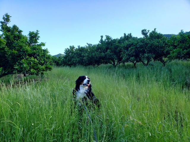 バーニーズ・マウンテン・ドッグの飼育環境|迎える前に必要な準備を完全解説