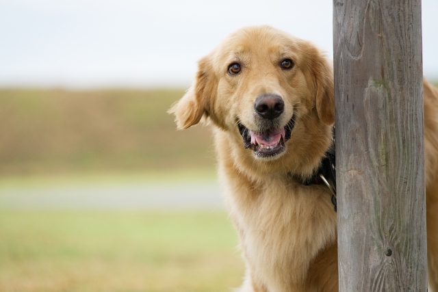 ゴールデン・レトリバーが向いている人・向いていない人｜後悔しないための判断基準