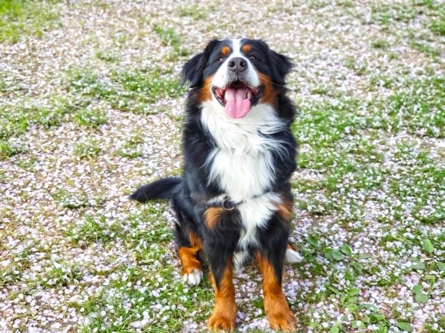 バーニーズ・マウンテン・ドッグのしつけ|成功のコツと失敗しやすい注意点を解説