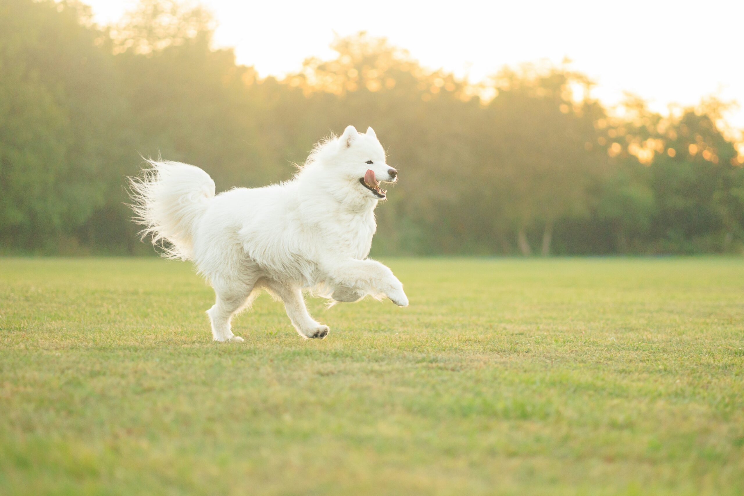 サモエドの飼育環境で必要な準備とは｜飼う前に必ず知っておきたい大切なこと